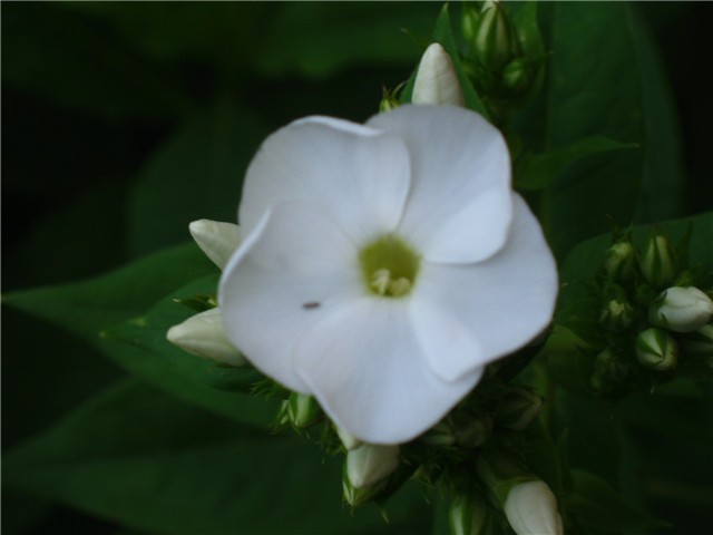 plamenac